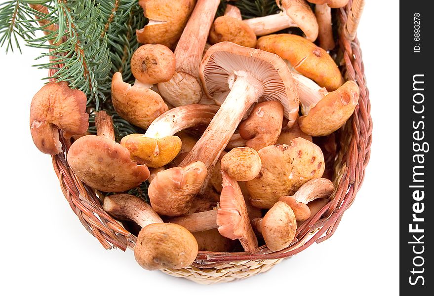 Autumn mushrooms honey agarics at yellow basket with green branches on  white background