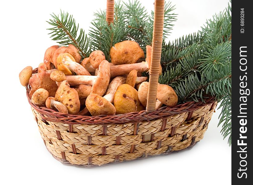 Autumn mushrooms honey agarics at yellow basket with green branches on  white background. Autumn mushrooms honey agarics at yellow basket with green branches on  white background