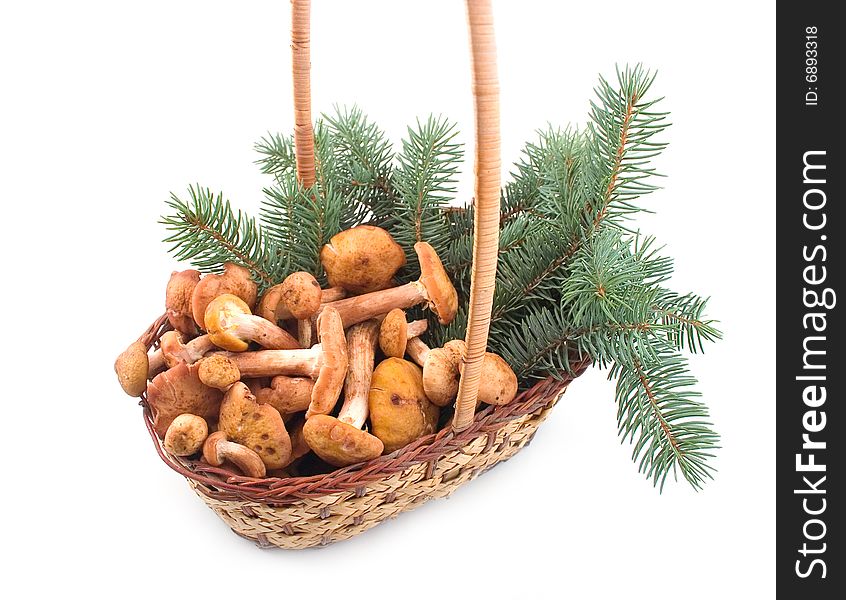 Autumn mushrooms honey agarics at yellow basket with green branches on  white background