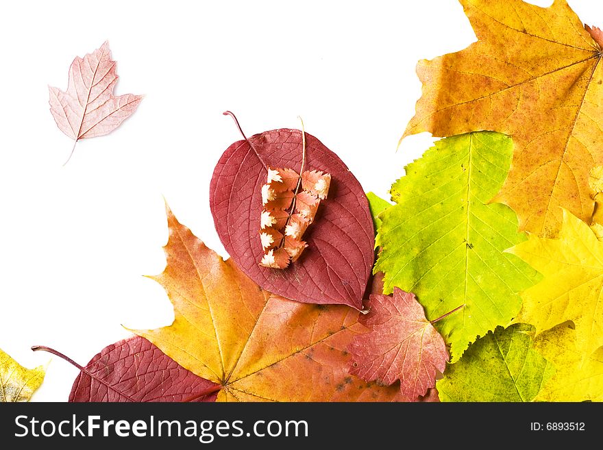 Autumn leaves isolated on white background