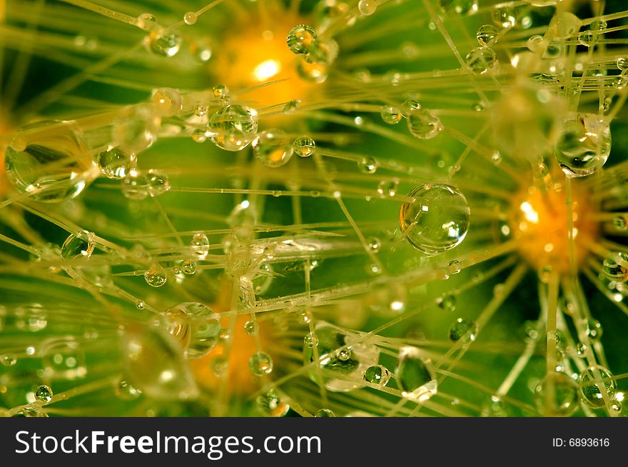 Some water drops on a cactus. Some water drops on a cactus