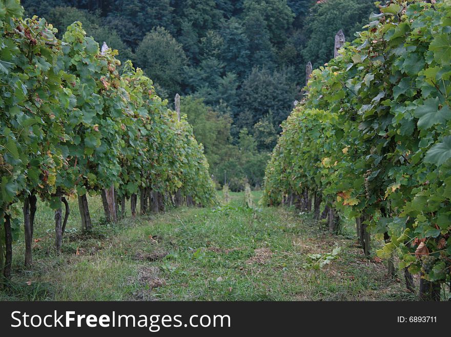 Rows of grape vines in a vineyard. Rows of grape vines in a vineyard
