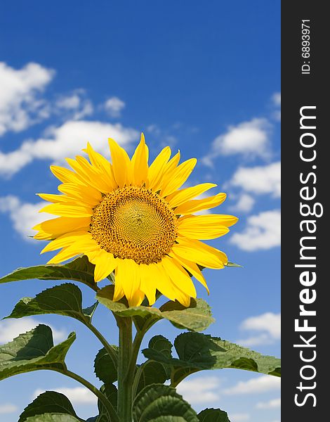 Amazing sunflower and blue sky background