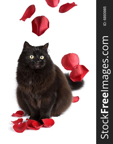 Black cat and rose petals isolated