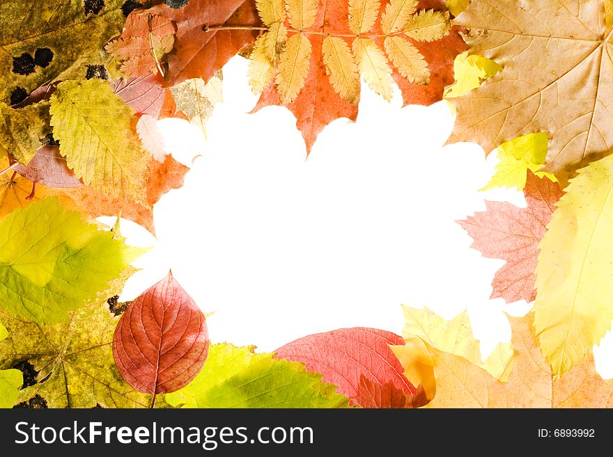 Autumn leaves frame  isolated on white background