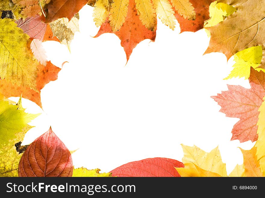 Autumn Leaves isolated on white background. Autumn Leaves isolated on white background