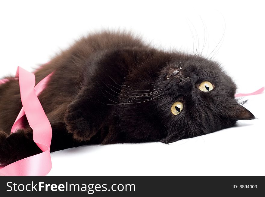 Black cat playing with pink ribbon isolated