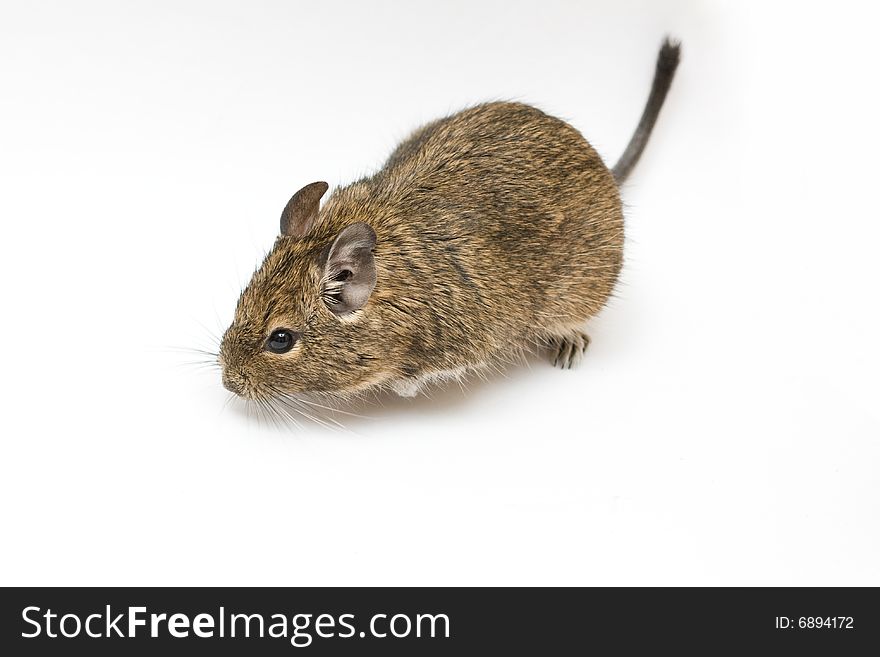 Exotic rodent degu (african squirrel)