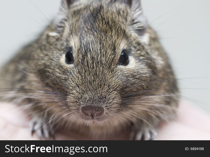 Exotic rodent degu (african squirrel)