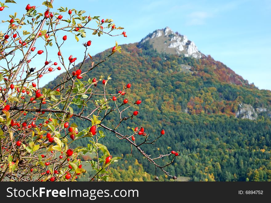 Wild rose at autumn nature