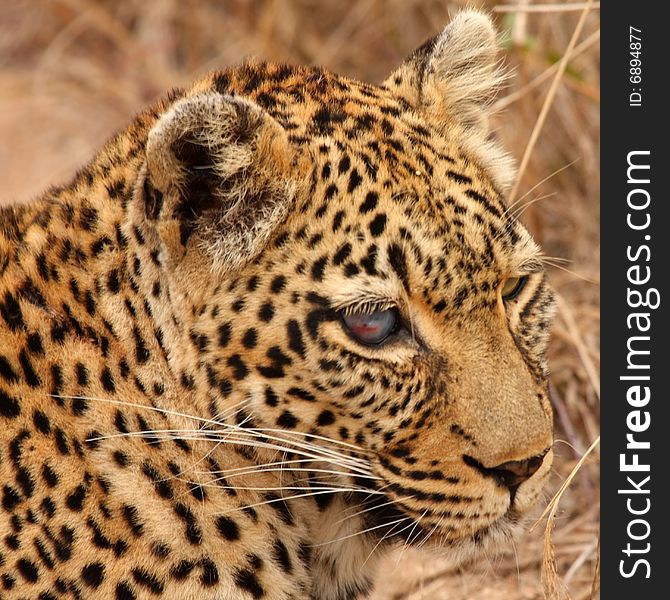 One eyed Leopard in Sabi Sands, South Africa