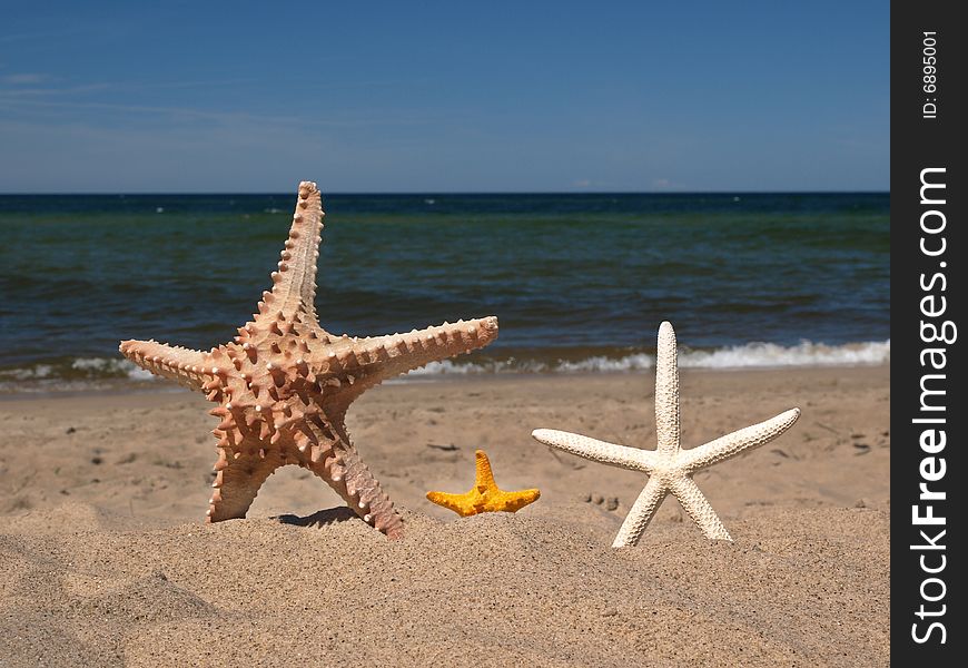 Three starfishes on the beach