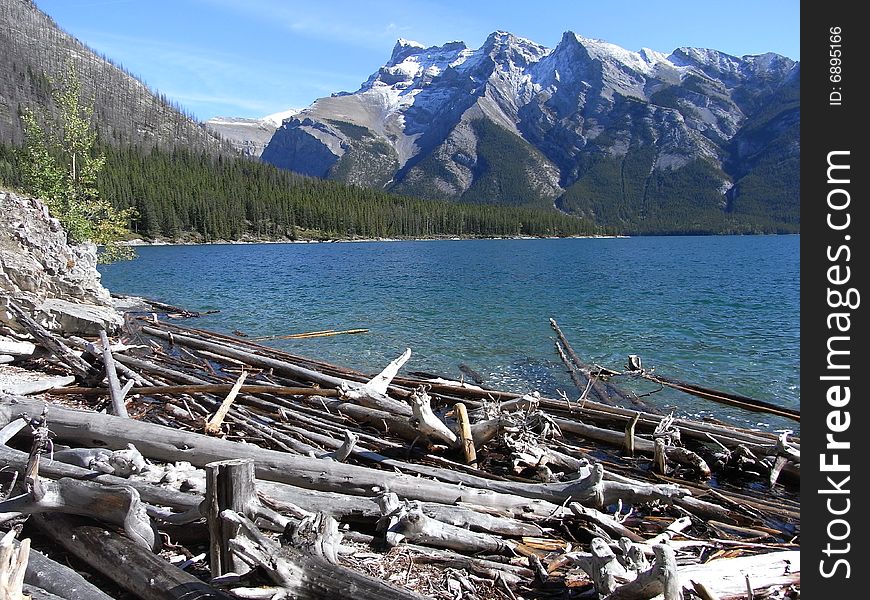 Old trees at a lake in Alberta, Canada. Old trees at a lake in Alberta, Canada