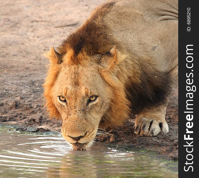 Lion having a drink in Sabi Sands, South Africa. Lion having a drink in Sabi Sands, South Africa