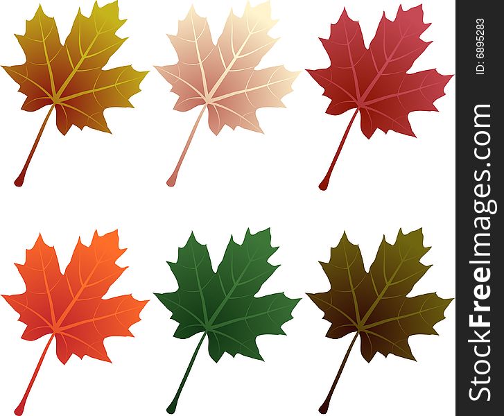 Six mope leaves on white background.