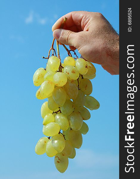 Ripe green grapes in a hand on a background of the blue sky