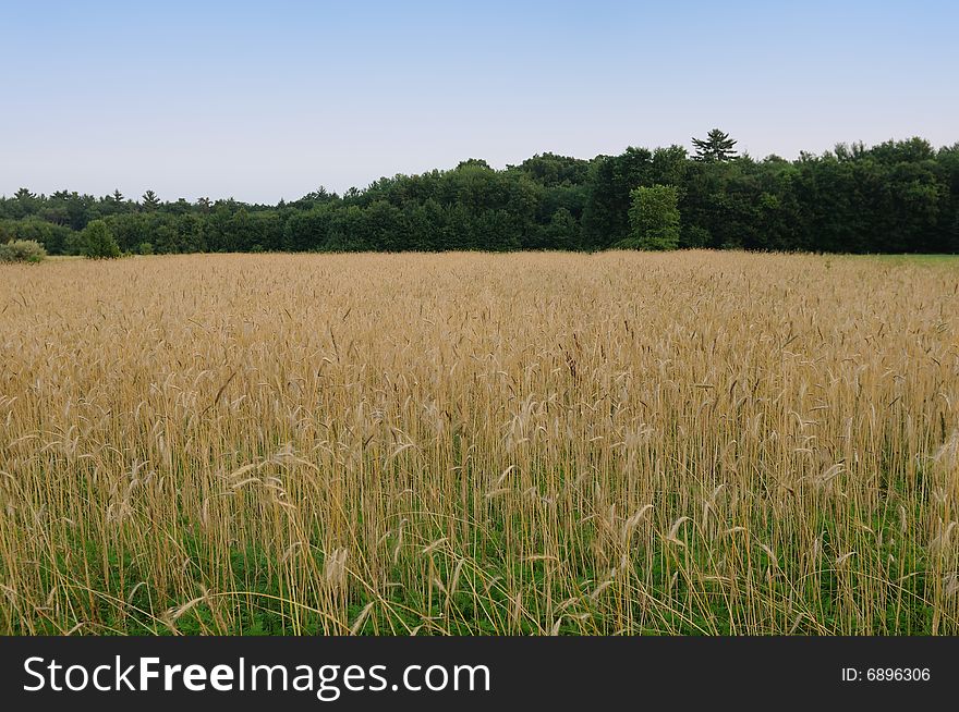 Field with ripe wheat on the fringe of the forest. Field with ripe wheat on the fringe of the forest