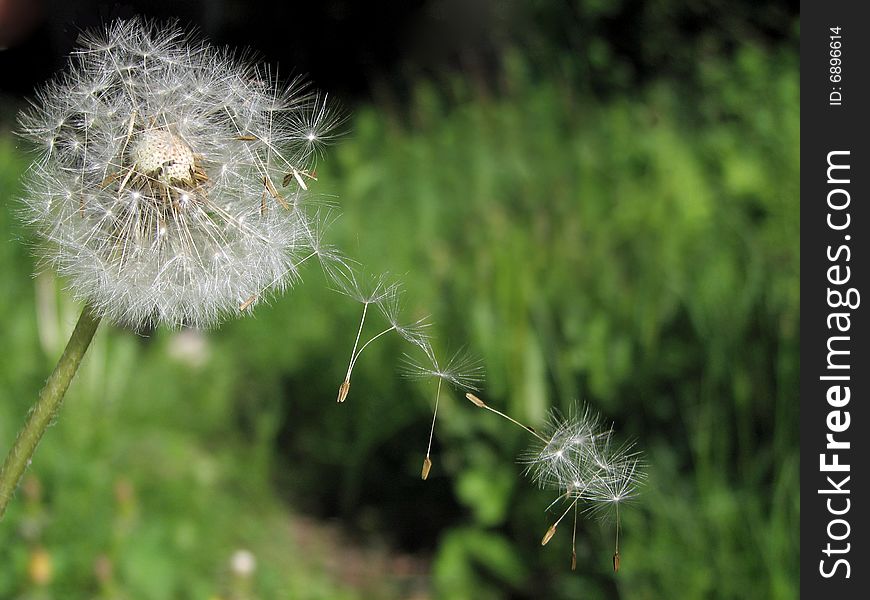 Dandelion seeds being blown in the wind