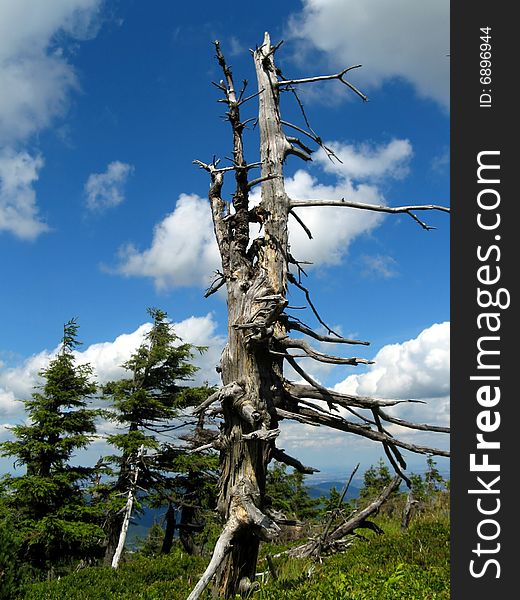 Very old dead tree, blue sky and white clouds in background