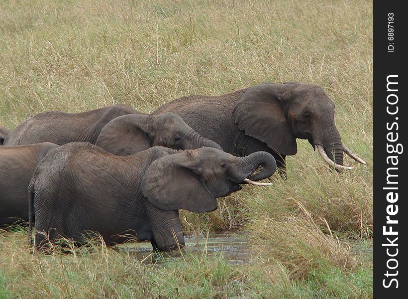Several elephants in the long savannah grass. Several elephants in the long savannah grass