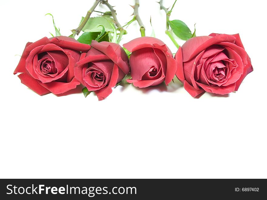 Beautiful red roses on a white background