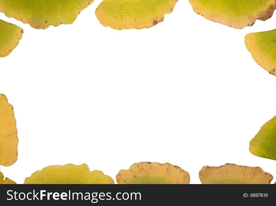 Ginkgo Leafs frame on white background