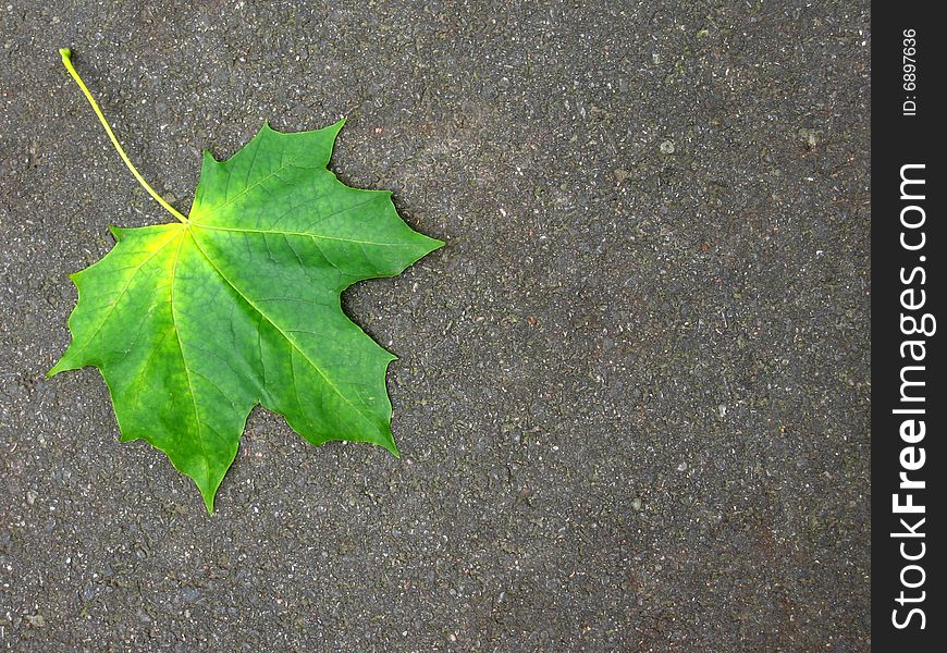 Shining green leaf fallen on a gravel walkway. Shining green leaf fallen on a gravel walkway.