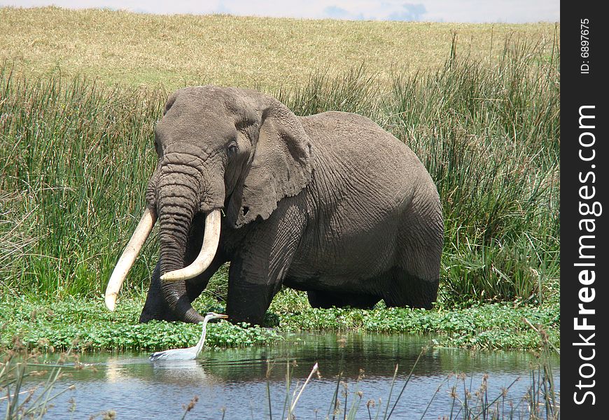 Old elephant in a hippo pool with Goliath Heron in Tanzania. Old elephant in a hippo pool with Goliath Heron in Tanzania