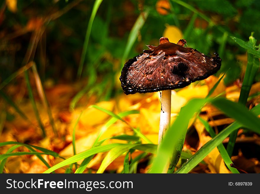 A magical mushroom in the sunny and colorful wilderness