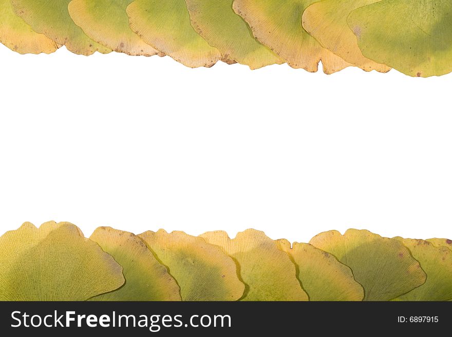 Ginkgo leafs frame