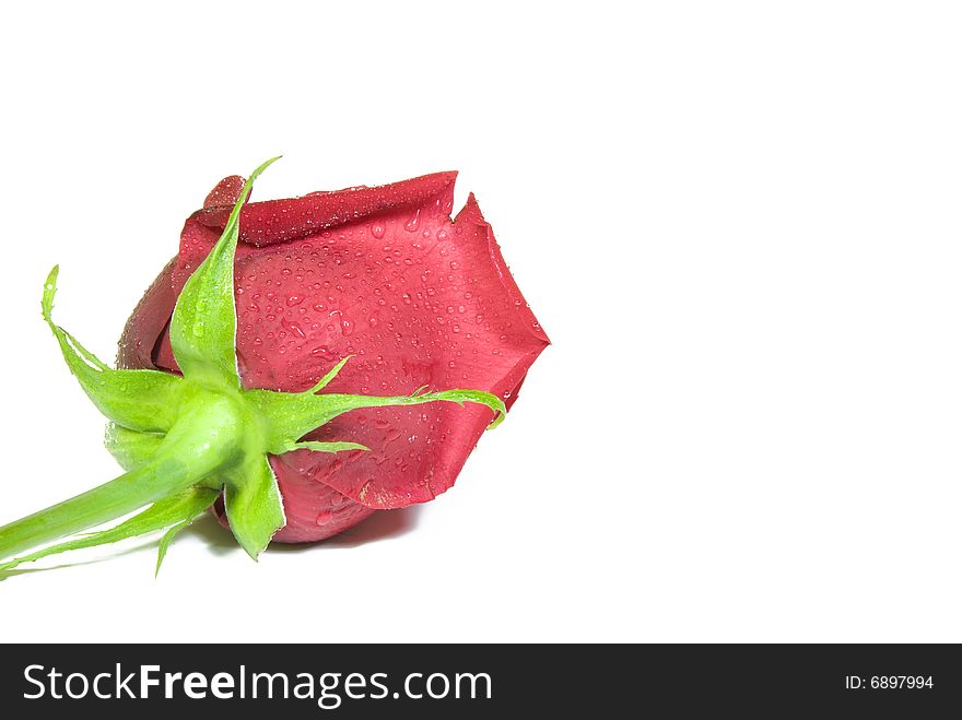 Beautiful red rose isolated on a white background