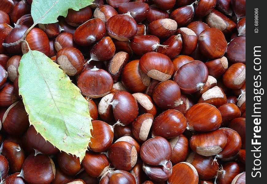Lots of chestnuts autumnal fruits