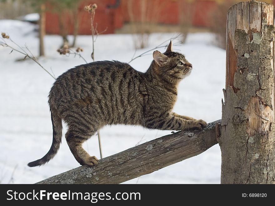 Gray tabby cat climbing a fence in the country. Gray tabby cat climbing a fence in the country