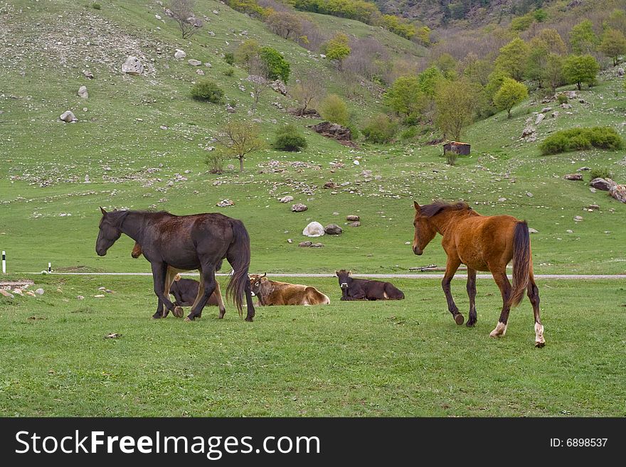 Horses and cows on field