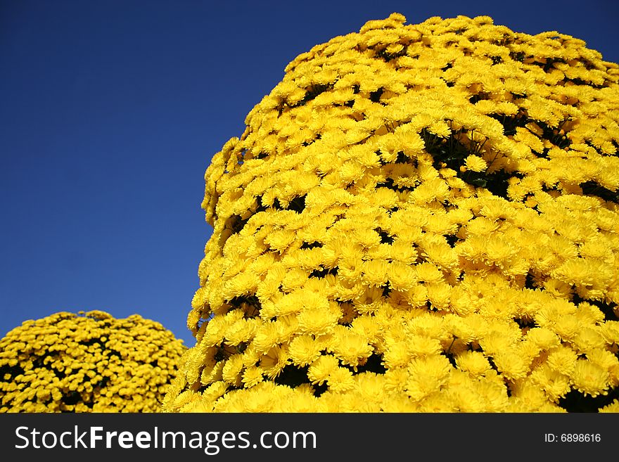 A tall tower of garden mums. A tall tower of garden mums