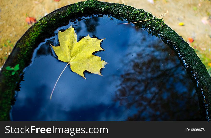 A yellow maple leaf floating in an old barrel. A yellow maple leaf floating in an old barrel