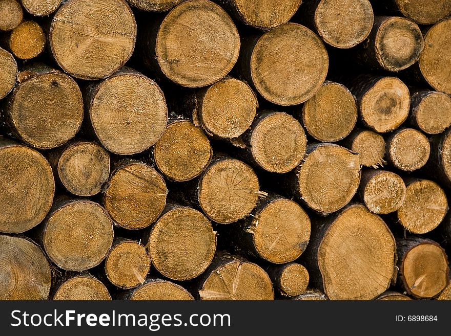 A pile of maple trees freshly cut. A pile of maple trees freshly cut