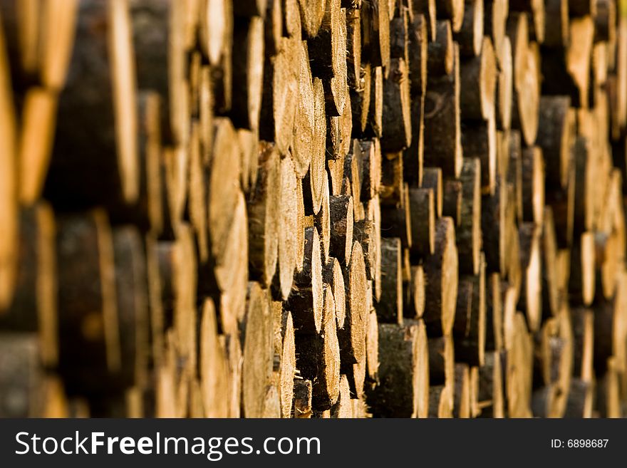 A pile of maple trees freshly cut. A pile of maple trees freshly cut