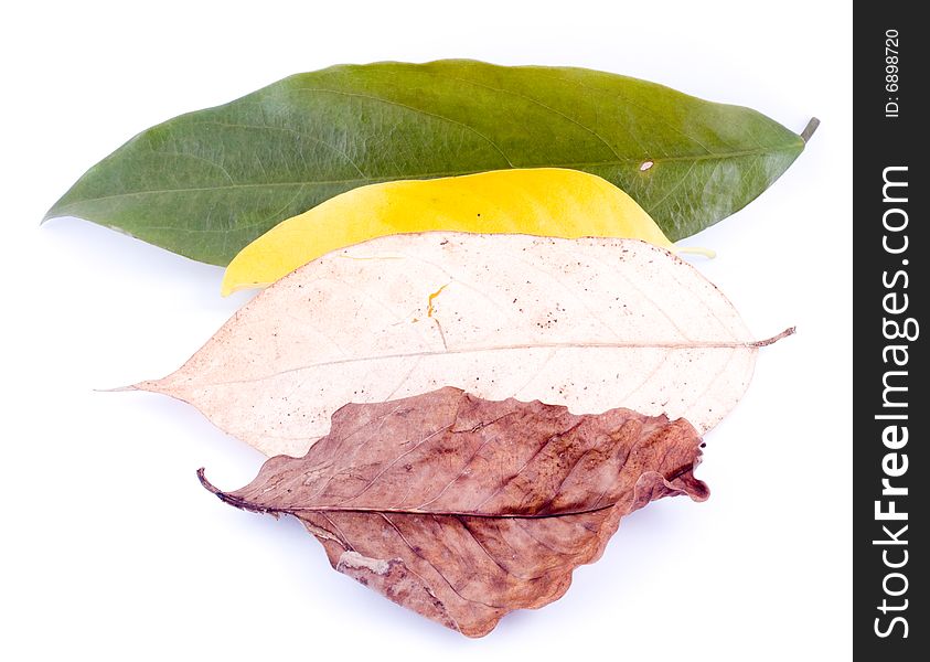 Autumn leaves on White