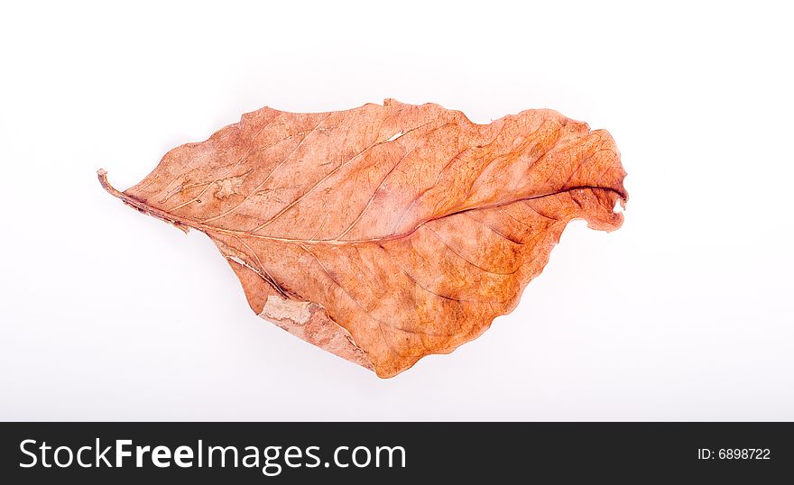 Leaf Isolated On White