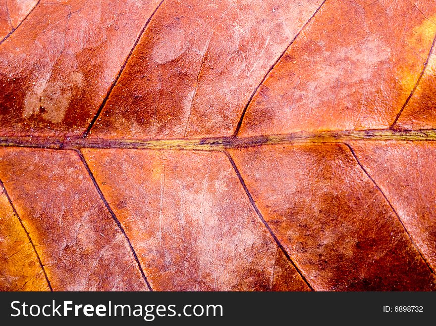 Close up observation of autumn colorful leaf. Close up observation of autumn colorful leaf