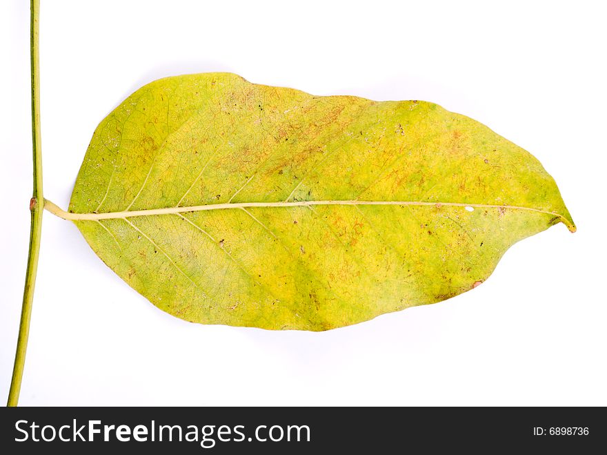 Leaf isolated on White