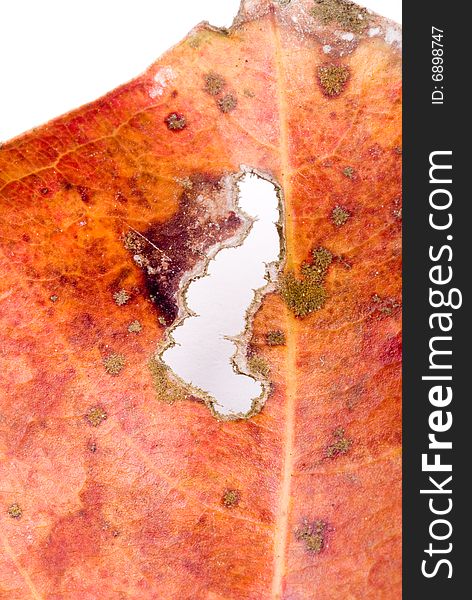 Close up observation of autumn colorful leaf. Close up observation of autumn colorful leaf