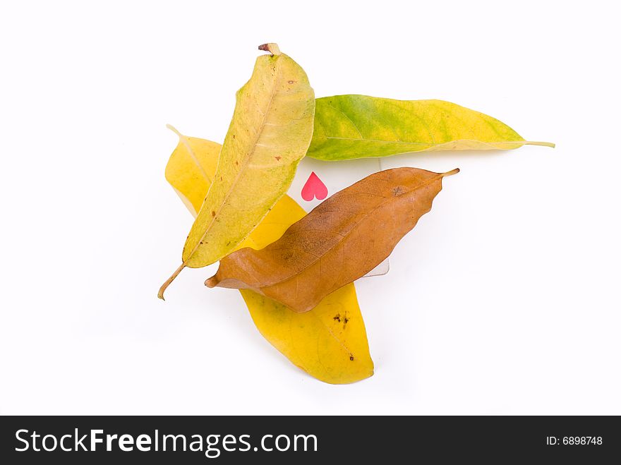 Autumn leaves on White with heart