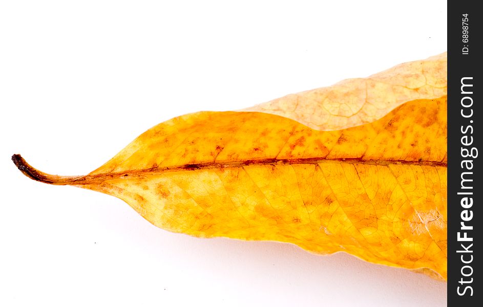Beautiful autumn leaf isolated on white background