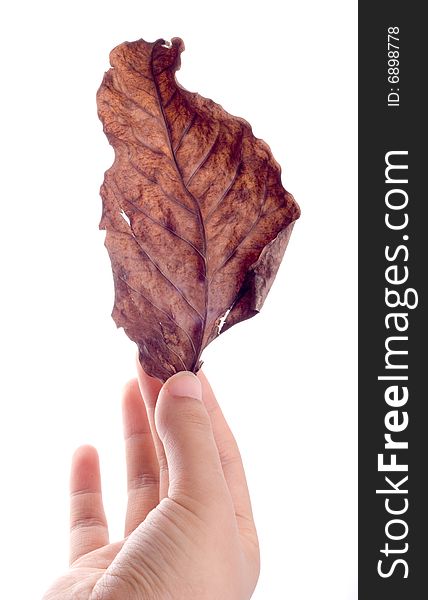 Slim female hand holding fallen leaf isolated on white. Slim female hand holding fallen leaf isolated on white