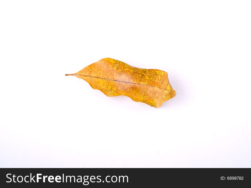 Leaf isolated on White