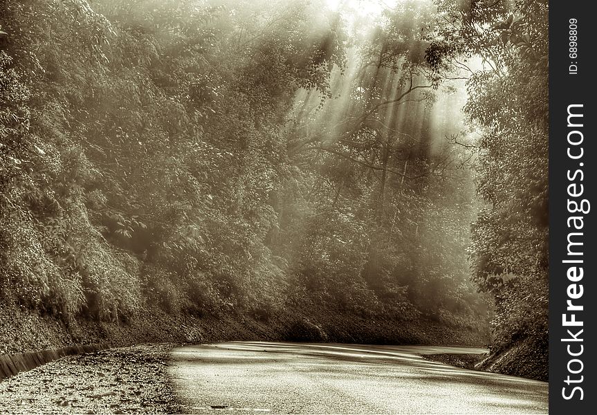 Bend in a jungle road illuminated by sunbeams in the morning. Bend in a jungle road illuminated by sunbeams in the morning