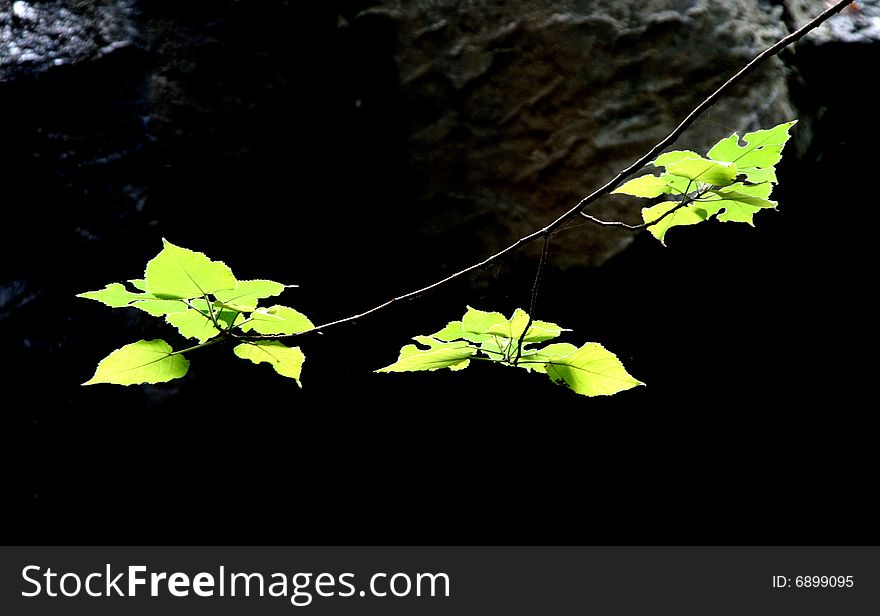 Spring green leaves