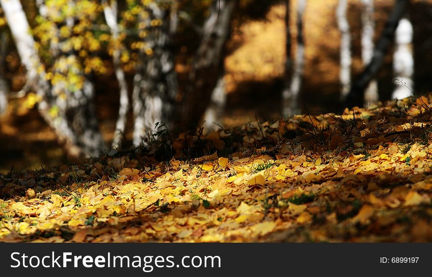 Leaves of birch wood in Hemu village, Northern Xinjiang, China